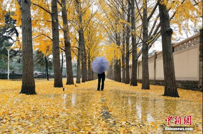 钓鱼台的银杏大道，就在离公司不远处。(资料图)中新社记者 盛佳鹏 摄